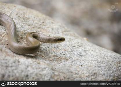 snake slithering on a rock