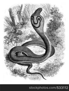 Snake with glasses, Naja tripudians