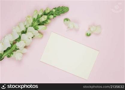 snapdragons white flower with blank white card against pink background