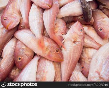 Snapper fish in market
