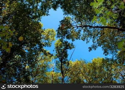 Snapshot of trees against the blue sky