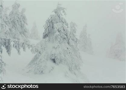 Snoowcovered trees in winter mountains. Christmas background