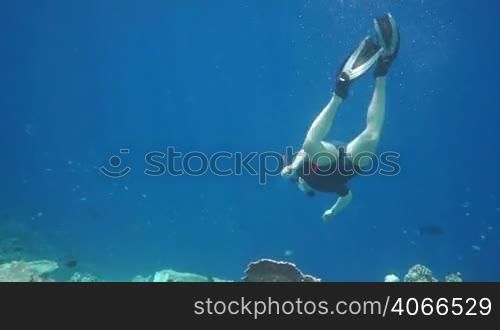 Snorkeler diving along the brain coral