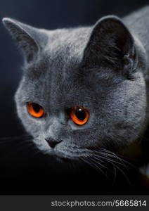 snout of cat with dark yellow eyes closeup