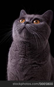 snout of gray british cat with dark yellow eyes on black background