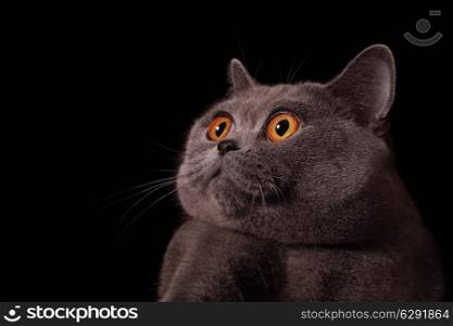 snout of gray british cat with yellow eyes on black background