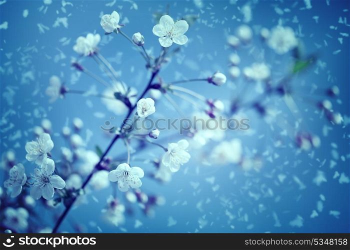 Snow and flowers. Abstract environmental backgrounds