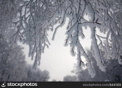 Snow and frost covered trees in January. Winter in Austria.