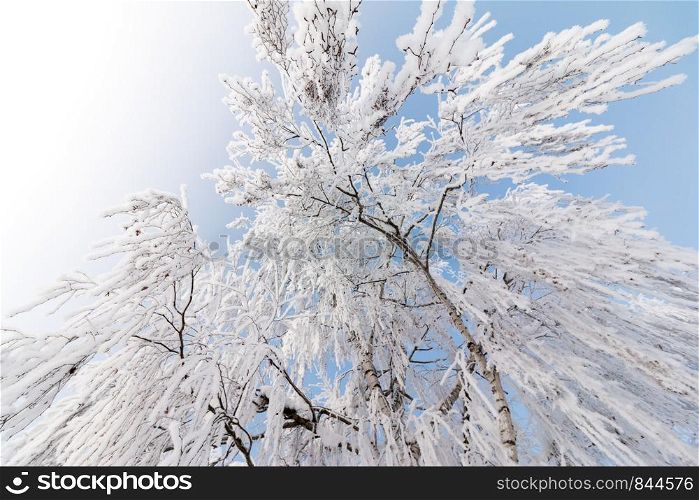 Snow and frost covered trees in January. Winter in Austria.