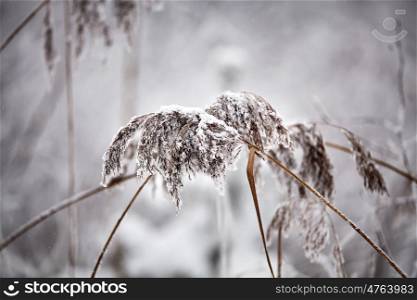 Snow and frost on the plants. Overcast snowy weather. Close up grass and reed under snow.