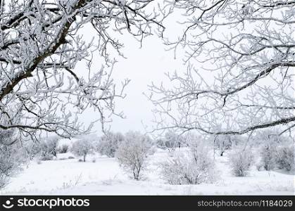 Snow and hoarfrost on tree branches and bushes. Picturesque and gorgeous wintry scene.