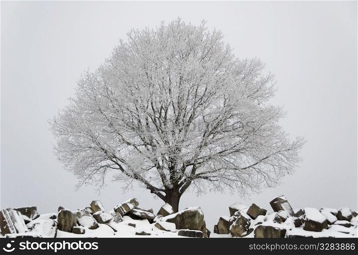 Snow and ice covered tree behind snow covered ruins