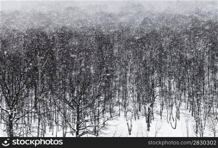 snow blizzard under oak forest in winter day