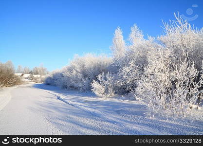 snow bushes on coast river