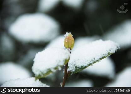 Snow, Camellia