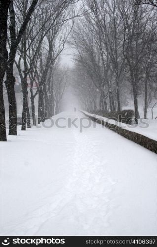 snow-covered alley of the park