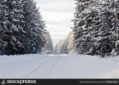 Snow-covered asphalt road, spruce and pine on a roadside on the background of the winter sky