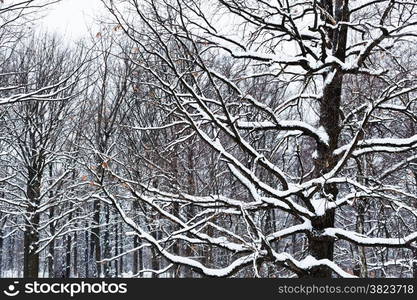 snow covered bare trunks of oaks in forest in winter