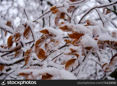 snow-covered beech tree at low temperatures in January