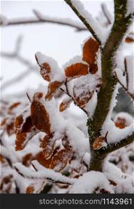 snow-covered beech tree at low temperatures in January