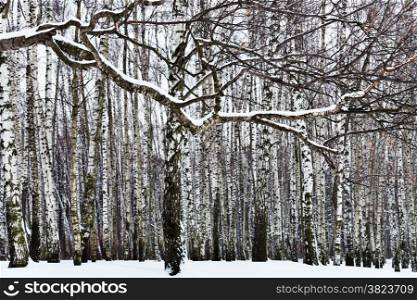 snow covered branch and birch forest in winter