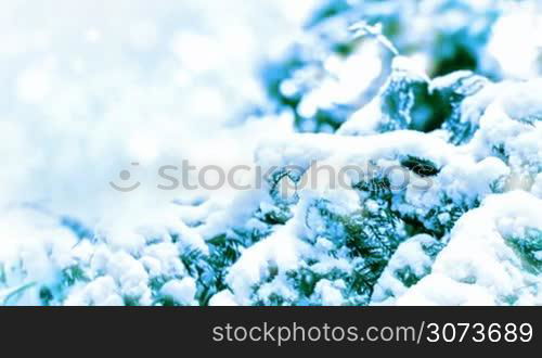 Snow-covered branch zoom out motion background