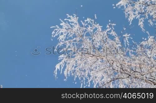 Snow-covered branches from below, against a clear blue sky.
