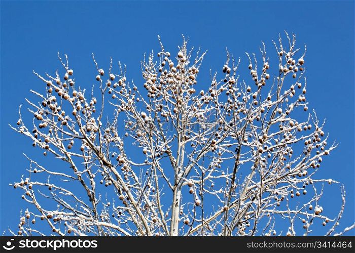 Snow covered branches of large tree with fruit or nuts against a blue sky