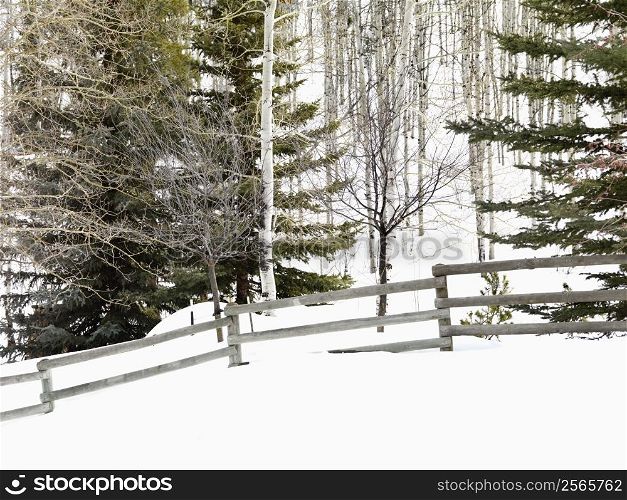 Snow covered Colorado landscape with trees and post and rail fence.