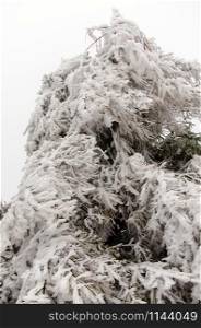 snow covered conifer in freezing temperatures in January