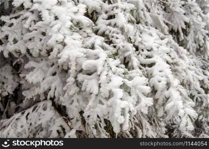 snow covered conifer in freezing temperatures in January