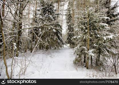 snow covered coniferous trees, spruce in winter, white snow is everywhere, on the branches of the tree and the ground. coniferous trees, spruce