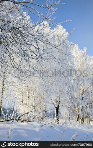 snow covered deciduous birch trees in winter, white snow lies everywhere on the tree, blue sky in Sunny weather. snow covered deciduous birch trees
