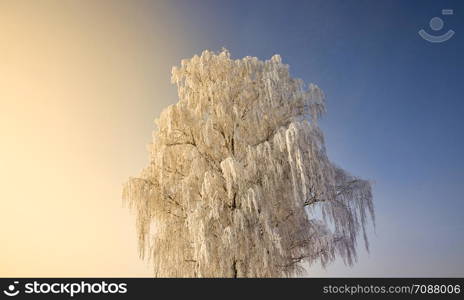 snow covered deciduous birch trees in winter, white snow lies everywhere on the tree, sunset, orange-yellow and blue sky. snow covered deciduous birch trees