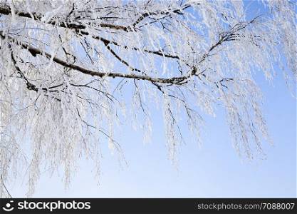 snow covered deciduous birch trees in winter, white snow lies everywhere on the tree, blue sky. snow covered deciduous birch trees