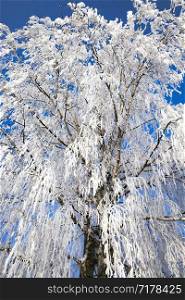 snow covered deciduous birch trees in winter, white snow lies everywhere on the tree, blue sky. snow covered deciduous birch trees