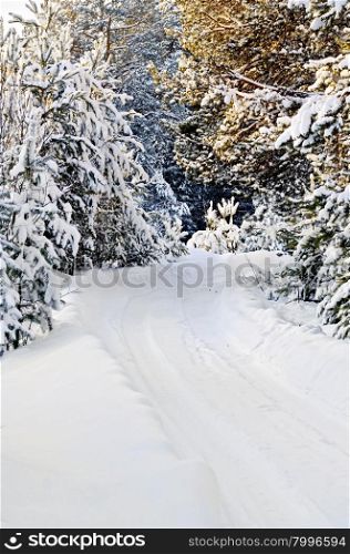 Snow-covered dirt road, spruce and pine with snow on the branches on the roadside