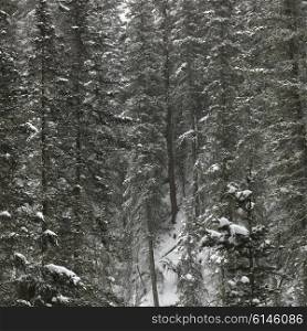 Snow covered evergreen trees in forest, Johnston Canyon, Banff National Park, Alberta, Canada