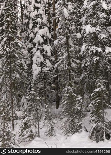 Snow covered evergreen trees in winter, Emerald Lake, Yoho National Park, British Columbia, Canada