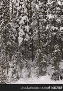 Snow covered evergreen trees in winter, Emerald Lake, Yoho National Park, British Columbia, Canada