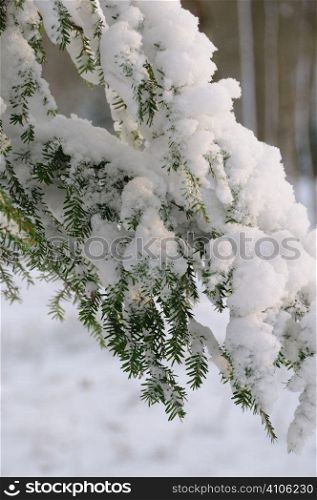 Snow covered everygreen tree