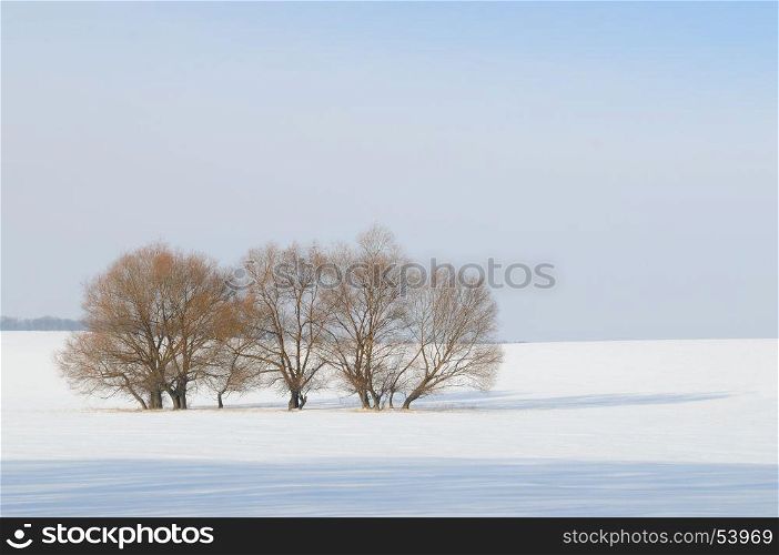 snow-covered field and trees in the snow