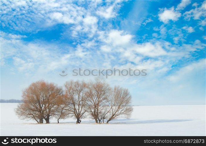 snow-covered field and trees in the snow