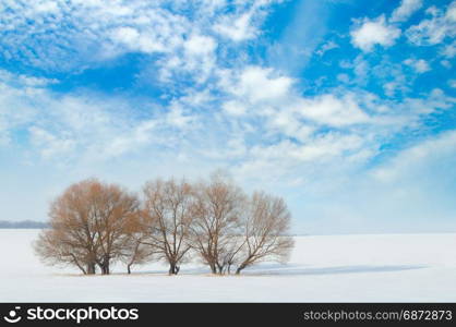 snow-covered field and trees in the snow