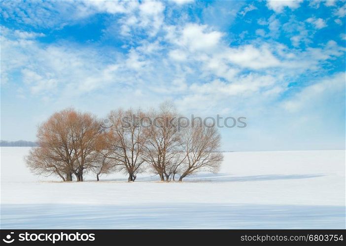 snow-covered field and trees in the snow on a background of blue sky