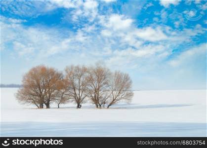 snow-covered field and trees in the snow on a background of blue sky