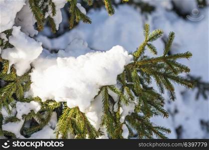 Snow covered fir branch in the park on sunlight. Sunny winter park