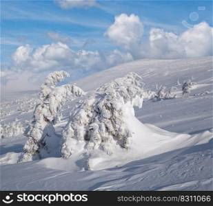 Snow covered fir trees on snowy mountain plateau, tops with snow cornices in far. Magnificent sunny day on picturesque beautiful alps ridge.