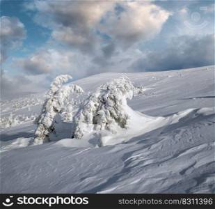 Snow covered fir trees on snowy mountain plateau, tops with snow cornices in far. Magnificent sunny day on picturesque beautiful alps ridge.