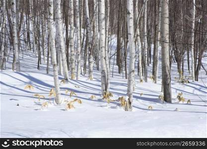 snow covered forest